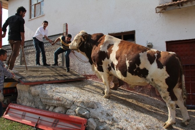 65 Bin TL’lik, İki Ton Ağırlığındaki Boğa, Ankaralı İş Adamına Satıldı