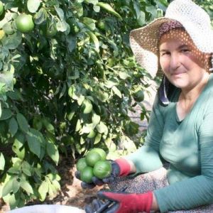 Mersin’de Limon Hasadı Başladı