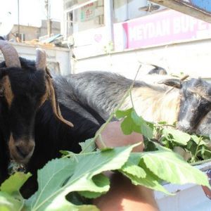 Sason’da Kurbanlıklara Yoğun İlgi