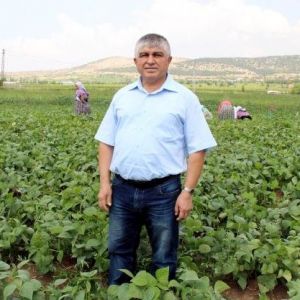 Taze Fasulyede Verim Düştü, Fiyat Yükseldi