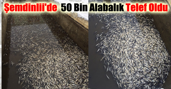 Şemdinli’de 50 Bin Alabalık Telef Oldu