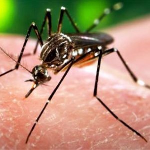 Zika virüsü Amerika’ya sıçradı