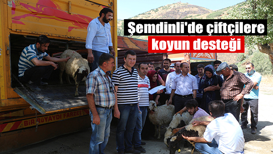 Şemdinli’de çiftçilere koyun desteği!