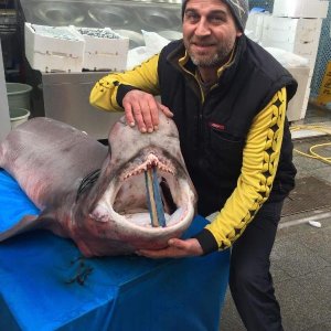 Darıca’da 3.5 metrelik köpek balığı yakalandı