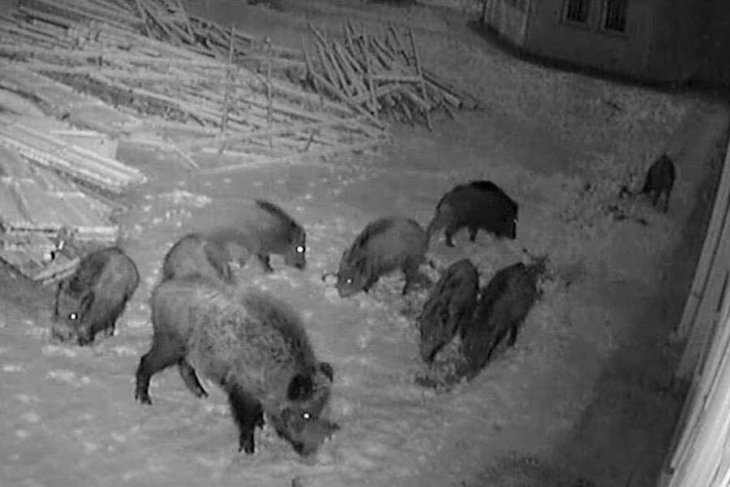 Aç kalan domuzlar üniversite kampüsüne indi