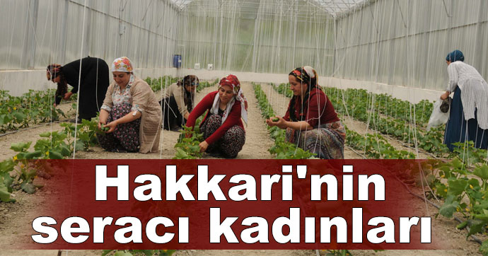 Hakkari’nin seracı kadınları