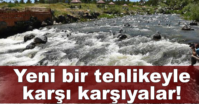 Uçan balıklar yeni bir tehlikeyle karşı karşıya