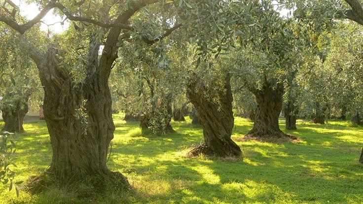 Zeytin düzenlemesi tasarıdan çıkarıldı