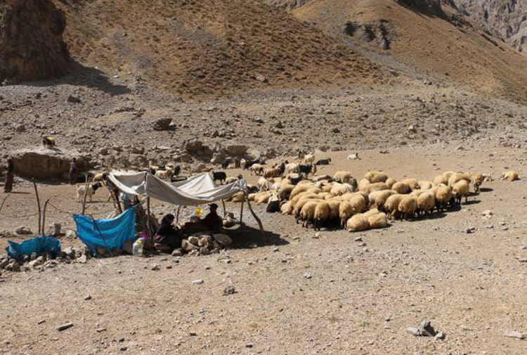 Hakkari’de 201 hayvan şarbondan öldü