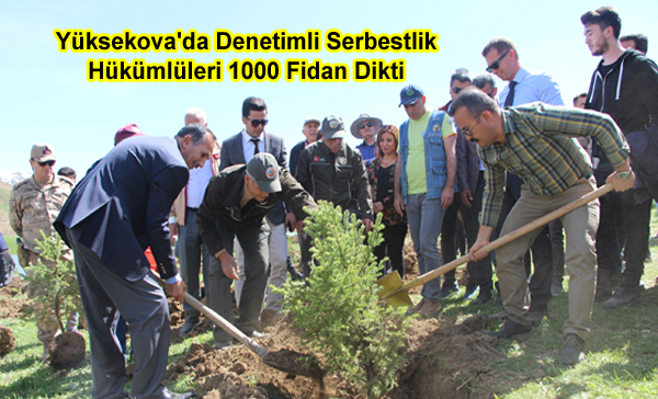 Yüksekova’da Denetimli Serbestlik Hükümlüleri 1000 Fidan Dikti