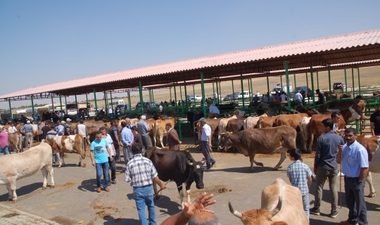 Kurbanlıklar zamlı, satıcılar dertli: Götürüp ahıra geri koyacağım