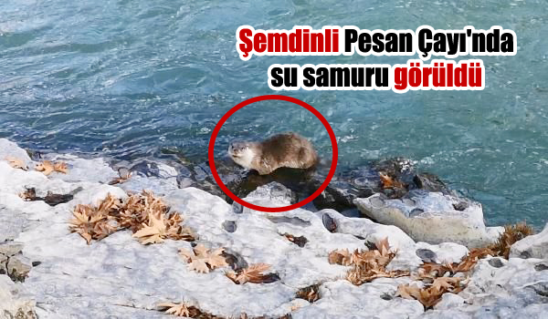 Şemdinli Pesan Çayı’nda su samuru görüldü