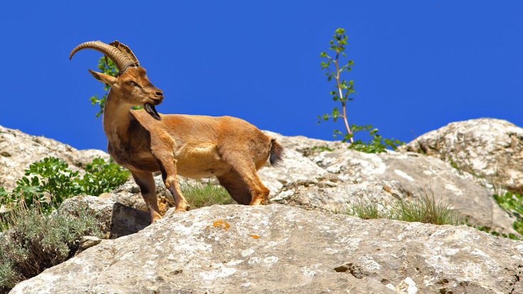 Dersim’deki dağ keçisi avı için açılacak ihale iptal edildi