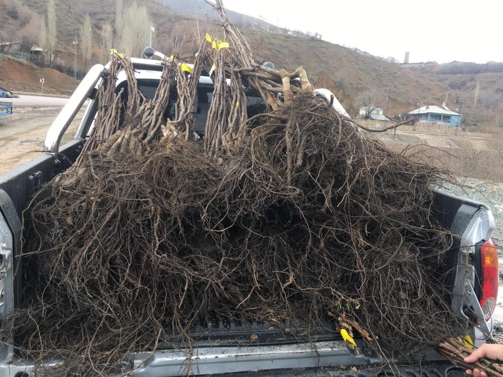 Şemdinli’de çiftçilere 15 bin ceviz fidanı dağıtıldı