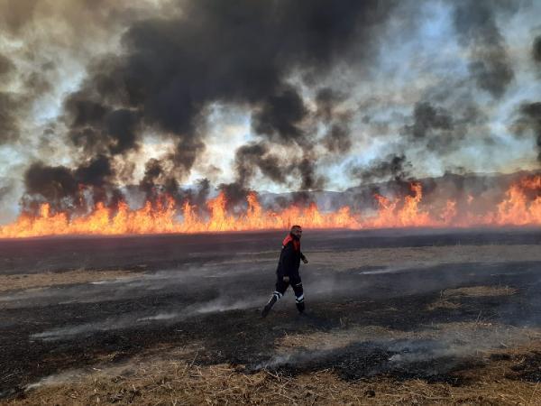 Birçok kuş türünün yaşadığı Nehil Sazlığında çıkan yangın korkuttu