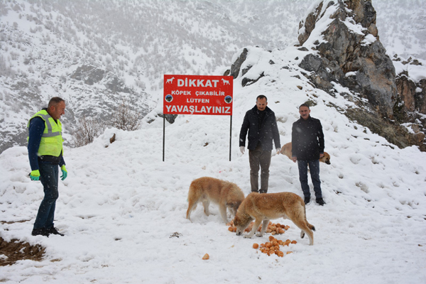 Şemdinli’de sokak hayvanları unutulmadı