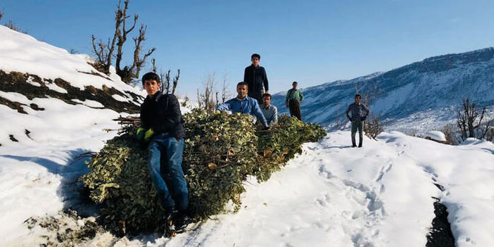 Hayvanları için Balkaya Dağı’ndan kızakla ot ve yaprak getiriyorlar