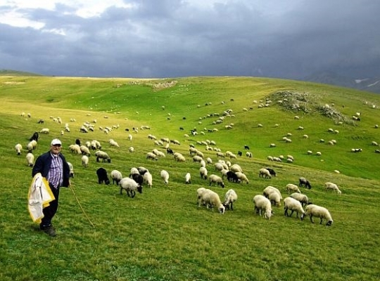 Hakkari’de sabıka kaydı olanlar çoban da olamayacak!