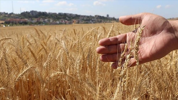 Resmi Gazete’de yayınlandı: Çiftçiye buğday ve arpa desteği verilecek