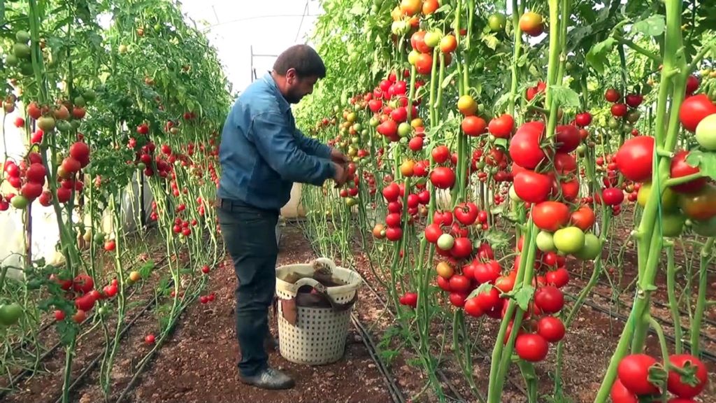 Sera-Bir Başkanı Yanmaz: Bu kış domatesin fiyatı 50 lirayı bulur