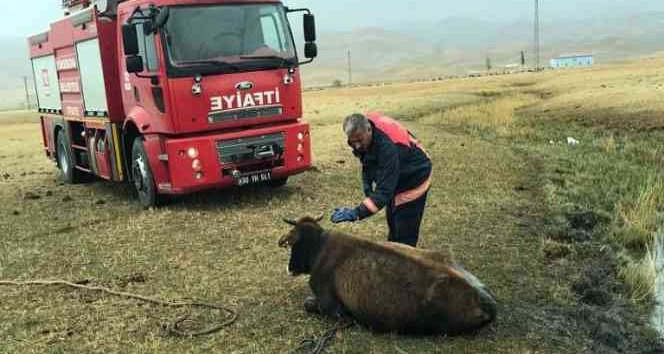 Bataklığa saplanan ineği itfaiye ekipleri kurtardı