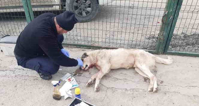 Kurtların saldırısına uğrayan köpek tedavi altına alındı