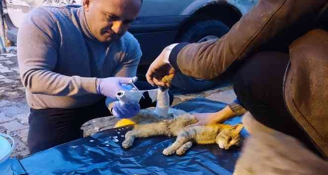 Araç çarpan kedi yaralandı