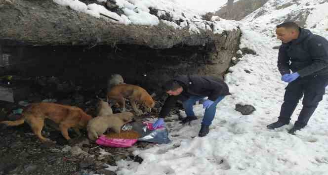 Hakkari’de başıboş köpeklere yiyecek bırakıldı