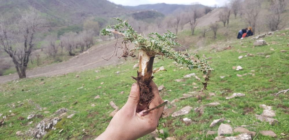 Derecik’te kenger bitkisini toplama sezonu başladı