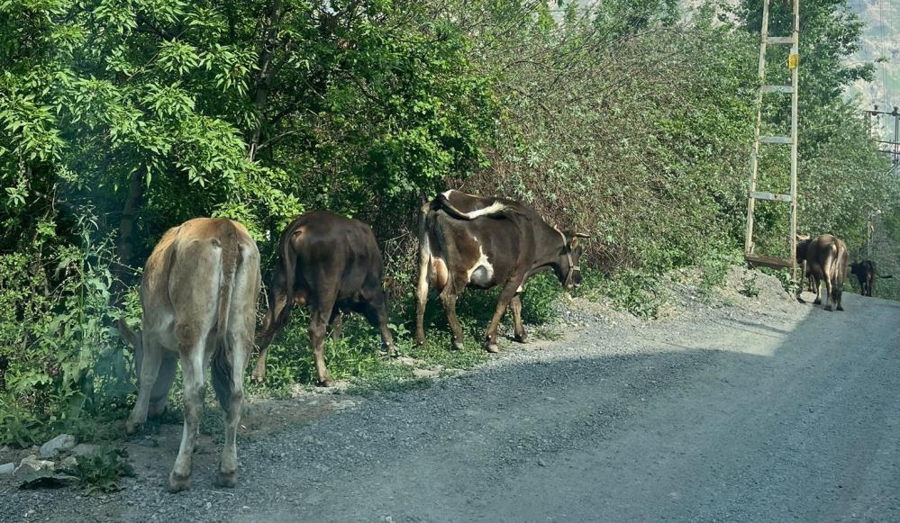 Havalar ısındı, başıboş inekler kent merkezine salındı