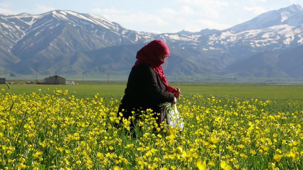 Sarı çiçeklerle renklenen Yüksekova’da muhteşem görüntü