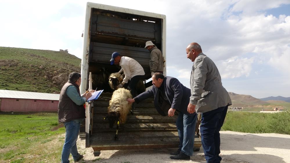 Köylerine geri dönen çiftçilere küçükbaş hayvan desteği