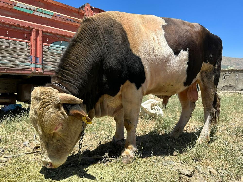 1 ton 100 kilogramlık ‘Paşa’ alacısını bekliyor