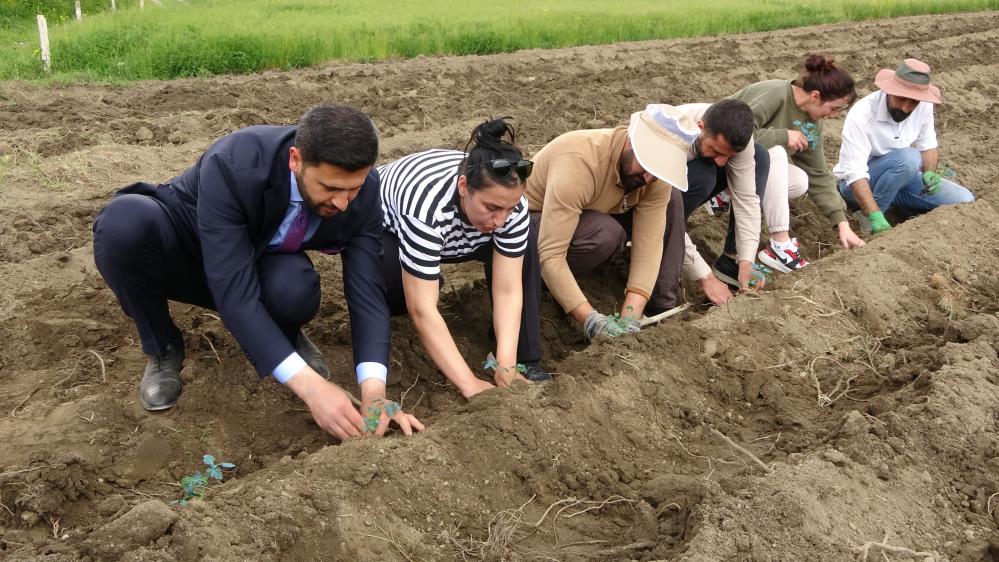 Cilo Dağı eteklerinde kapya biber ve domates üretimi