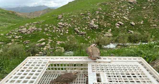 Hakkari’de 650 kınalı keklik doğaya salındı