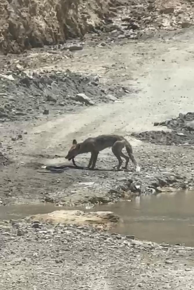 Tilki ile yılanın yaşam savaşı