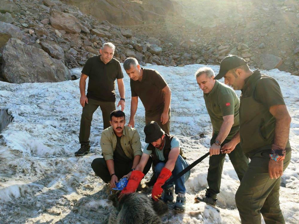 Hakkari’de kafası tenekeye sıkışan yavru ayı DKMP ekipleri tarafından kurtarıldı