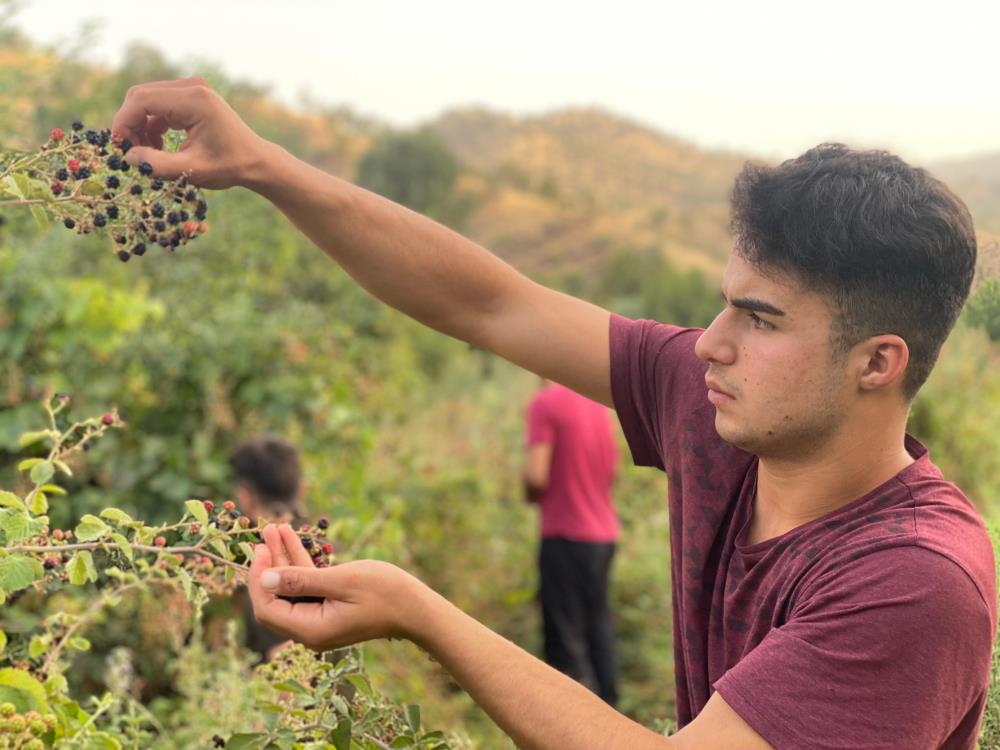 Derecik’te böğürtlen toplama sezonu başladı