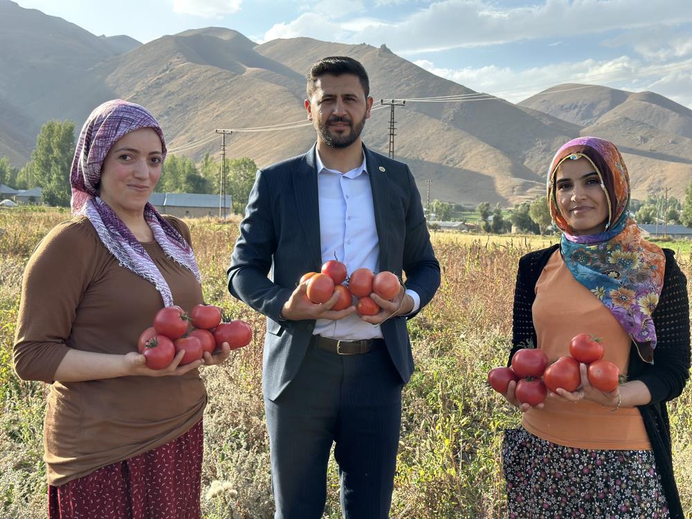 Yüksekova’da domates hasadına başlandı