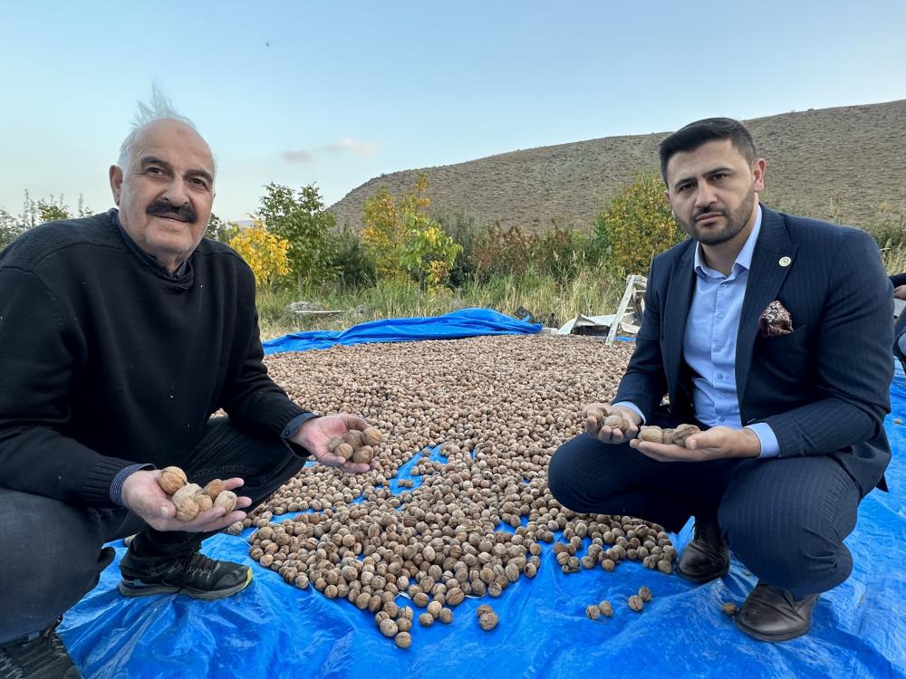 İran sınırında ceviz hasadı