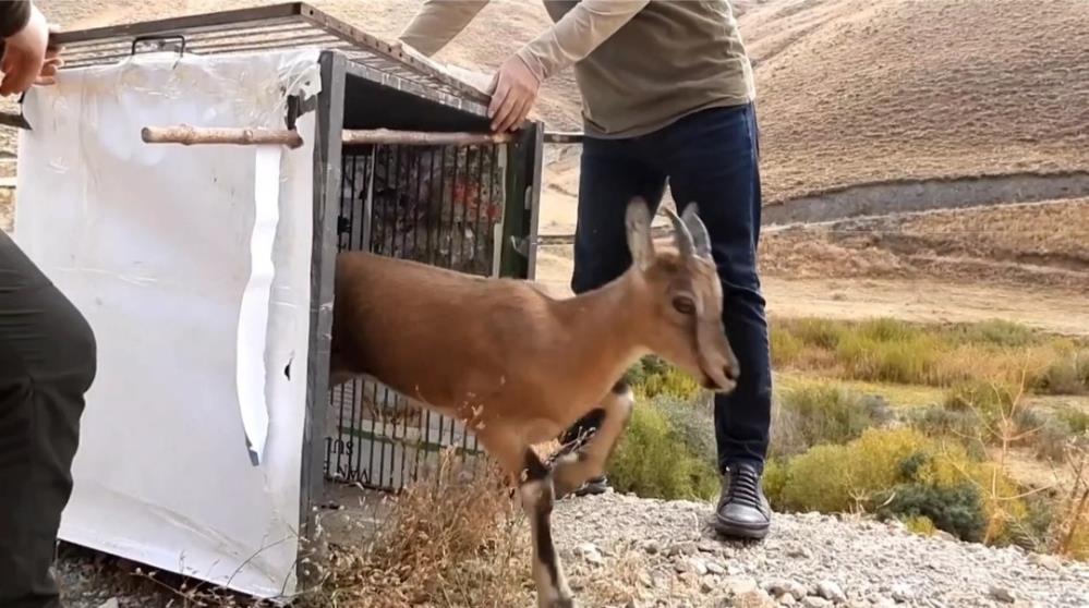 Tedavisi tamamlanan yavru dağ keçisi doğal ortamına bırakıldı