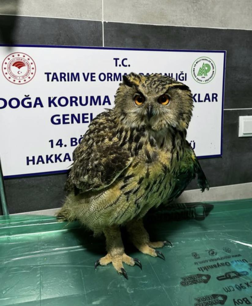 Yüksekova’da yaralı bulunan baykuş tedavi altına alındı