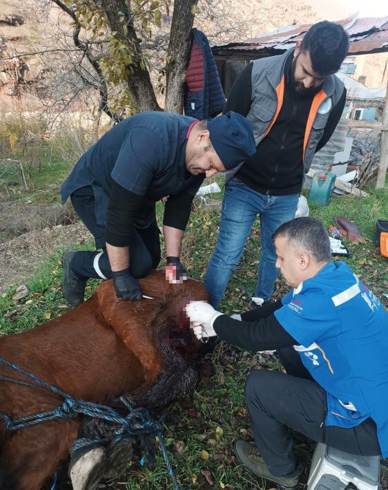 Kurtların saldırdığı at tedavi edildi