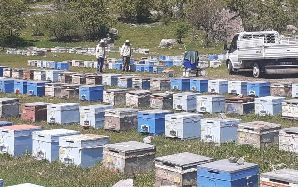 Hakkari’de bal üretim sezonu başladı