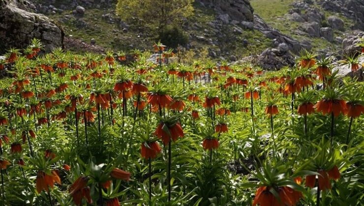 Diyarbakır’da ‘ters laleler’ doğayı renklendiriyor