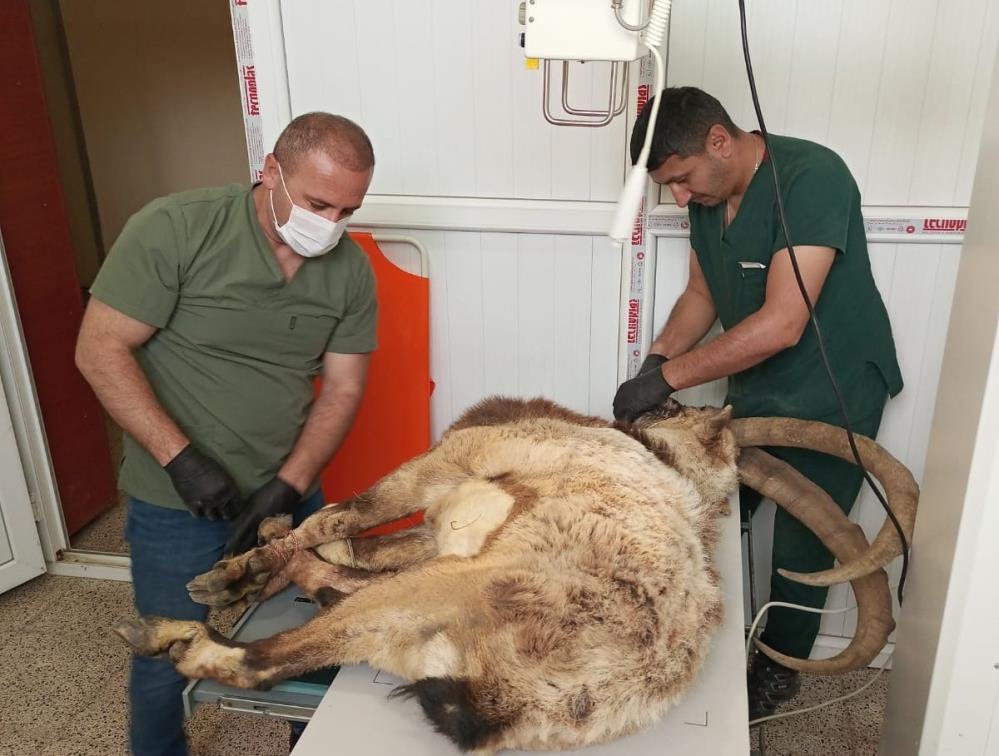 Hakkari’de yaralı yabani teke tedavi altına alındı