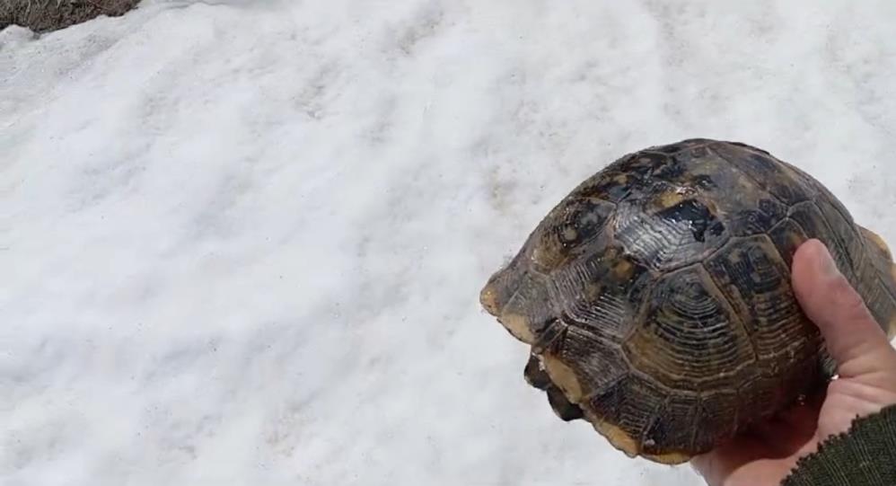 Kar üstünde sırt üstü mahsur kalan kaplumbağayı kurtardı