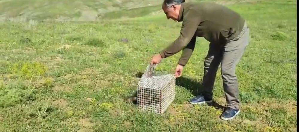 Dev çukurda mahsur kalan sansar kurtarıldı