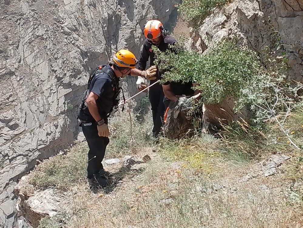 Kayalıklarda mahsur kalan kurbanlık keçiyi AFAD ekipleri kurtardı