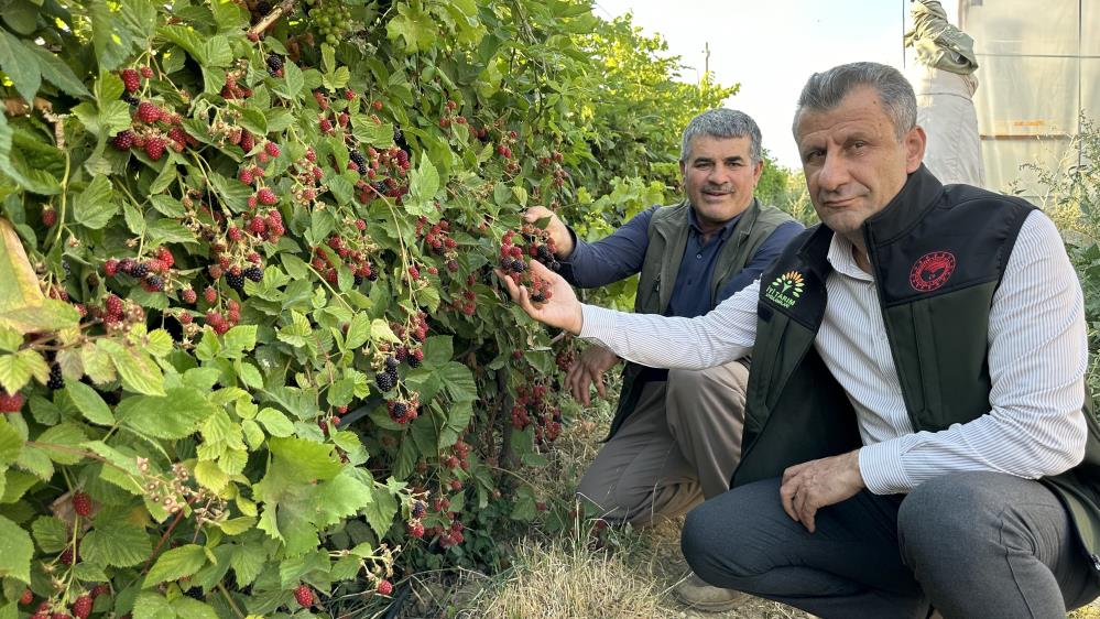 Yüksekova’da böğürtlen bereketi